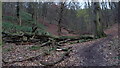 Path in the woods on the Wrekin