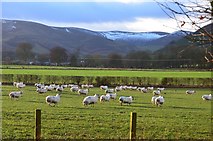 NT2538 : Sheep at Haystoun by Jim Barton