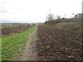 Footpath through the rhubarb field west of Rothwell