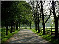 Driveway to Sutton Hall near Gurnett, Cheshire