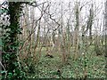 SE5317 : Ivy in woodland, west of Churchfield Lane by Christine Johnstone