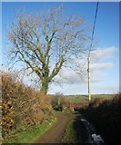SX2966 : Green lane north of Butterdon Farm by Derek Harper