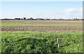 Arable land - Kingston Gorse