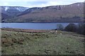 An old field boundary bank by Lawers Burn