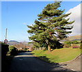 Conifer alongside the start of the 30 zone in Crickhowell