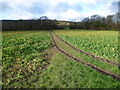 Footpath to Coney Lodge Farm