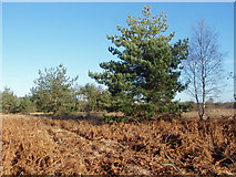 SU8359 : Pines and bracken, Yateley Common by Alan Hunt