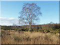 SU8459 : Silver Birch, Yateley Common by Alan Hunt