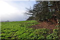 Taunton Deane : Grassy Field