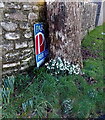 Early February snowdrops in Abergavenny