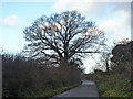 Roadside tree