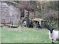 Old tractor (and photobombing sheep)