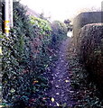 Shropshire Way track in Chirk Bank