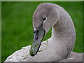 A Juvenile Mute Swan (Cygnus olor)