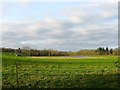 Ox Pasture/Hop Garden Field