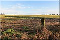 Field behind Carnoustie