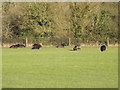 Hebridean Sheep at Corner Farm