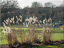 TQ2995 : Ornamental Grasses near Cafe, Oakwood Park, London N14 by Christine Matthews
