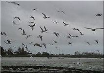 SU8003 : Seagulls over Bosham shore by Rob Farrow