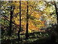 Autumn colours by Fernhill, Hulme Walfield near Congleton