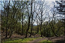 SJ5359 : Beeston Castle and Woodland Park by Michael Garlick