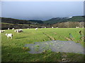 Farmland south of Llanbrynmair