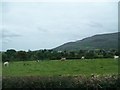 H9819 : Grazing land on the east side of Tullymacreeve Road, Mullaghbawn by Eric Jones