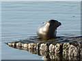 SX9687 : Seal on slipway, Topsham by Chris Allen