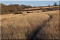 North Devon : East Anstey Common