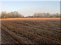 Calf Field/Barn Field