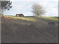 Ponies on a former railway embankment