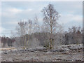 SU9555 : Silver birches, Pirbright Common by Alan Hunt