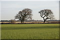 Trees and fields, Butcher