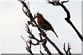 Robin (Erithacus rubecula) in song, Melling