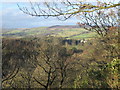 View from Morralee Wood towards Ridley Hall and Thorngrafton Common