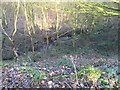 Apedale Country Park: stream in ravine