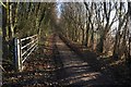 Tree-lined track