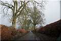 Lane to Rosemount, near Blairgowrie