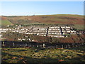 Trealaw from Mynydd Dinas