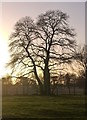 Sweet chestnut tree in January, Osterley Park