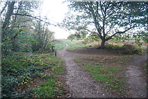 TM1942 : Sandling Walk, Bixley Heath by N Chadwick
