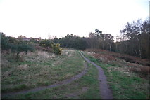 TM1942 : Sandlings Walk, Bixley Heath by N Chadwick