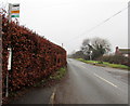 Bus stop pole in a hedge, Llancloudy