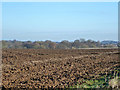 View towards Home Wood