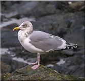J5082 : Seagull, Bangor by Rossographer