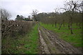 Orchard on Coombe Down Hill