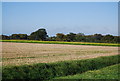 Farmland by Old Hall Rd