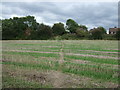 Footpath over stubble field