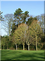 Trees in Muchall Park, Wolverhampton