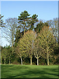 SO9095 : Trees in Muchall Park, Wolverhampton by Roger  D Kidd